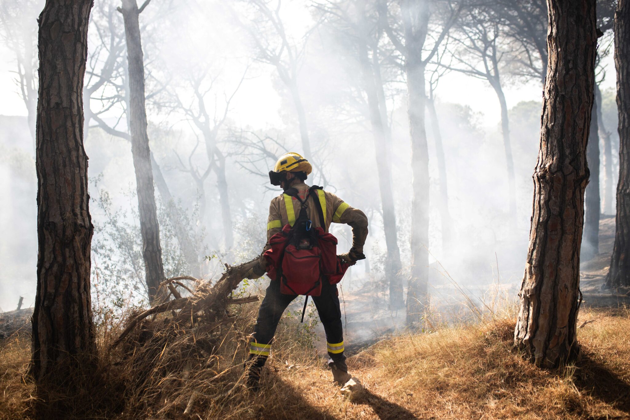 Incendi_Bomber-entre-arbres